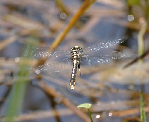 Female
21 July 2008  NC